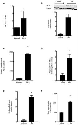 Immunostimulated Arginase II Expression in Intestinal Epithelial Cells Reduces Nitric Oxide Production and Apoptosis